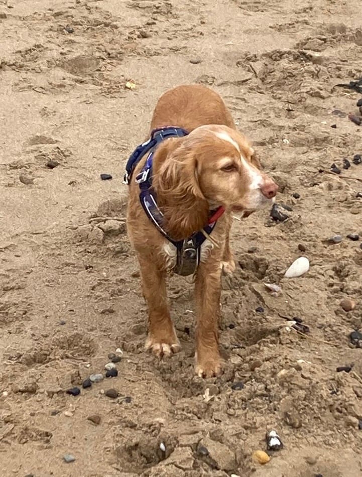 Customer photo review of Apex® Harness