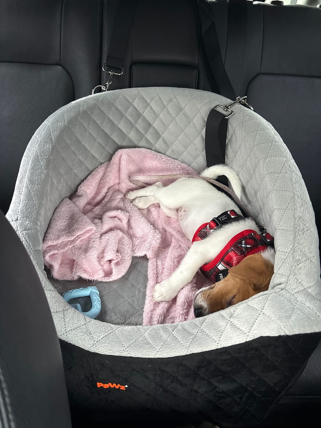 Customer photo review of Dog Car Booster Seat