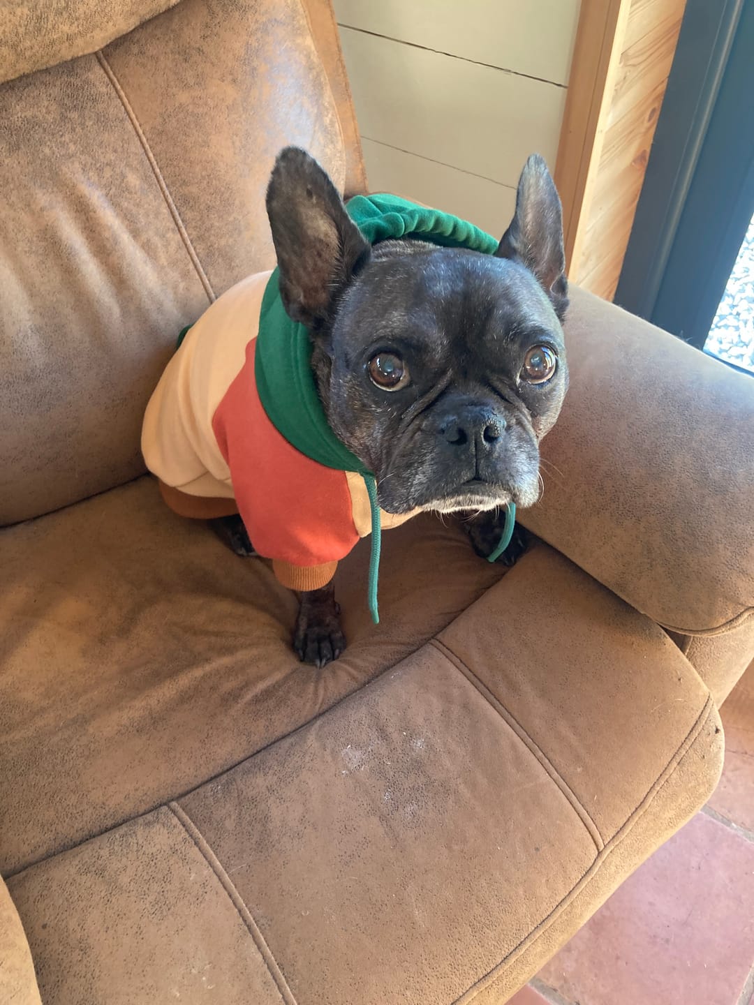 Customer photo review of Ranger Dog Hoodie