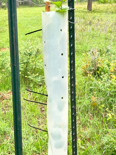 Customer photo review of Tree Pro Grow Tubes