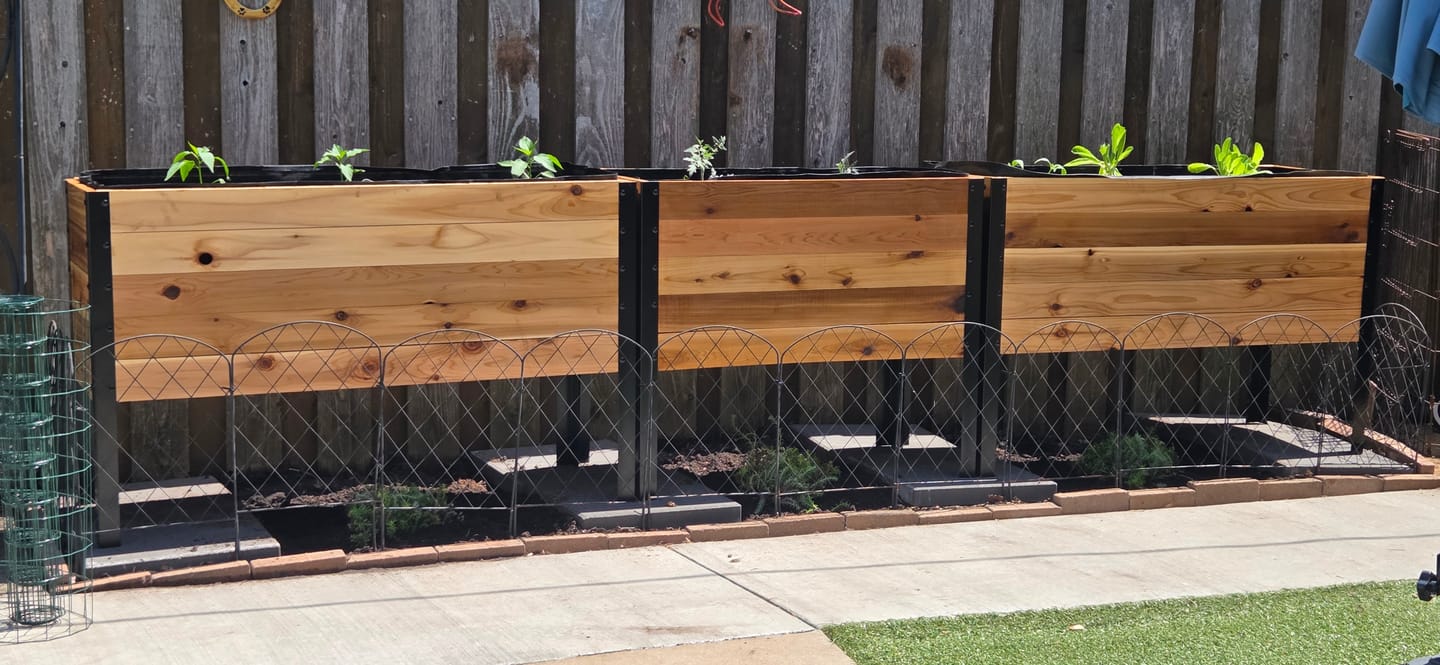Customer photo review of 18" x 36" Raised Garden Bed - 30" TALL / Garden Grade
