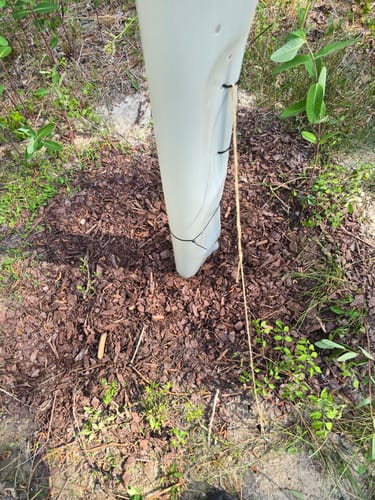 Customer photo review of Tree Pro Grow Tubes