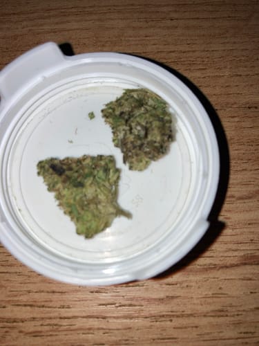 Customer's close-up of two small, green Biscotti Mintz buds inside a white container lid.
