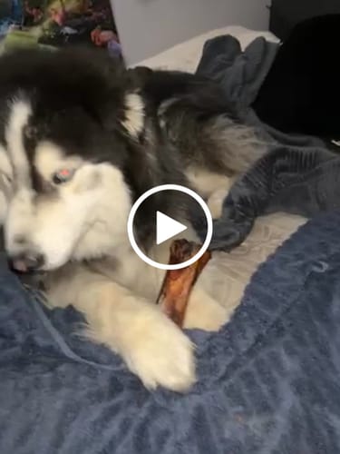 Customer video review of Smoked Beef Marrow Bone