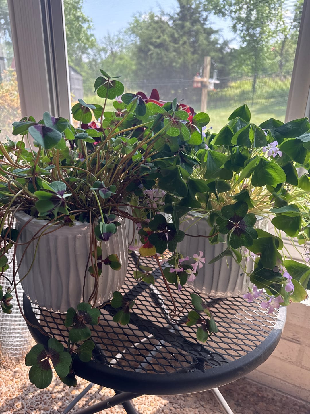 Customer photo review of Soil Refresh