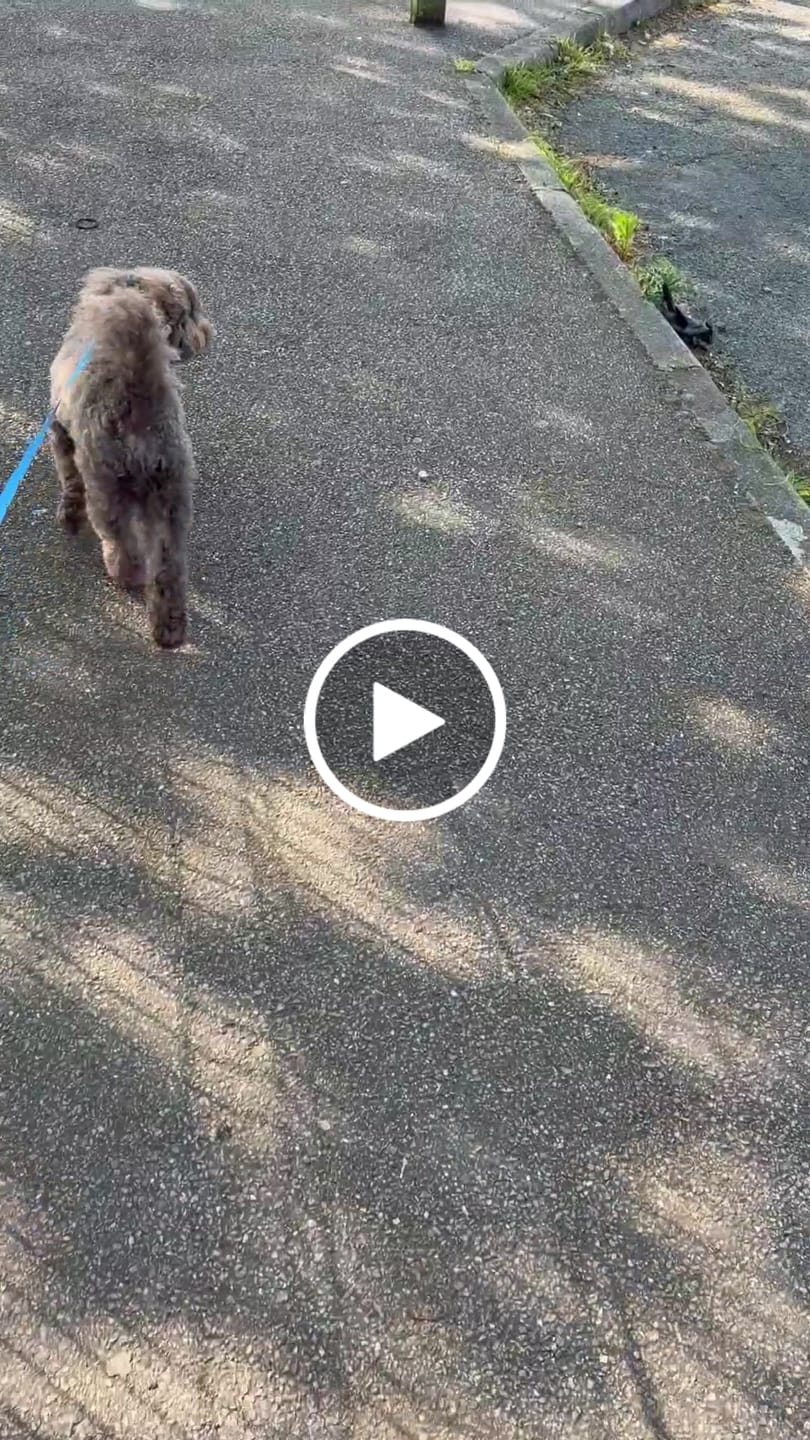 Customer video review of Trail & Glow Tweed Dog Harness - Oxford Tweed