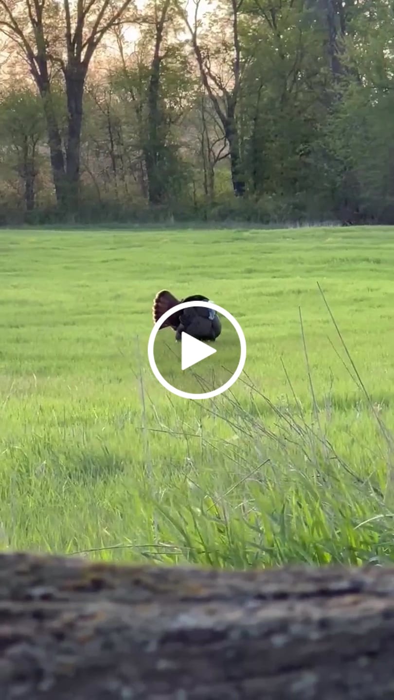Customer video review of StrutBack Turkey Hunting Vest with Kickstand | Long Sit Turkey Vest Seat Cushion | Green & Camo Hunting Vest