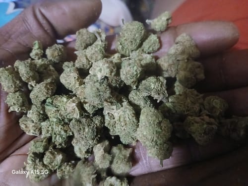 CBD Flower - Abacus Diesel photo review