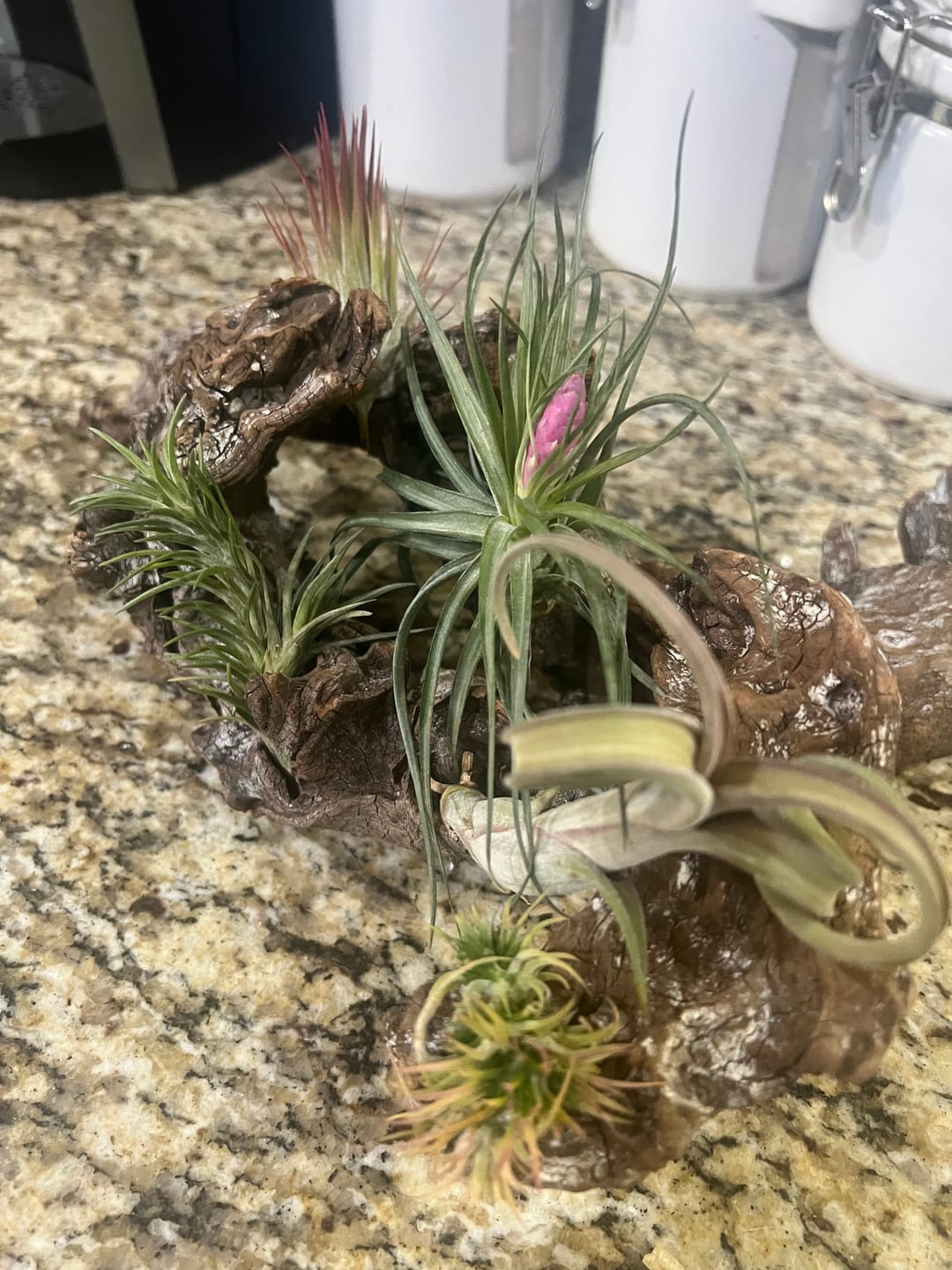 Customer photo review of *6 Pack* Premium Air Plants Mix  *Cannot Be Shipped Internationally*
