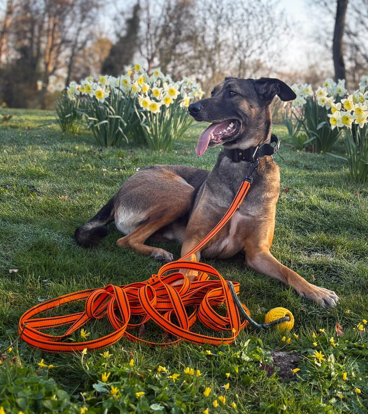 Customer photo review of Comfort Control Collar - Black
