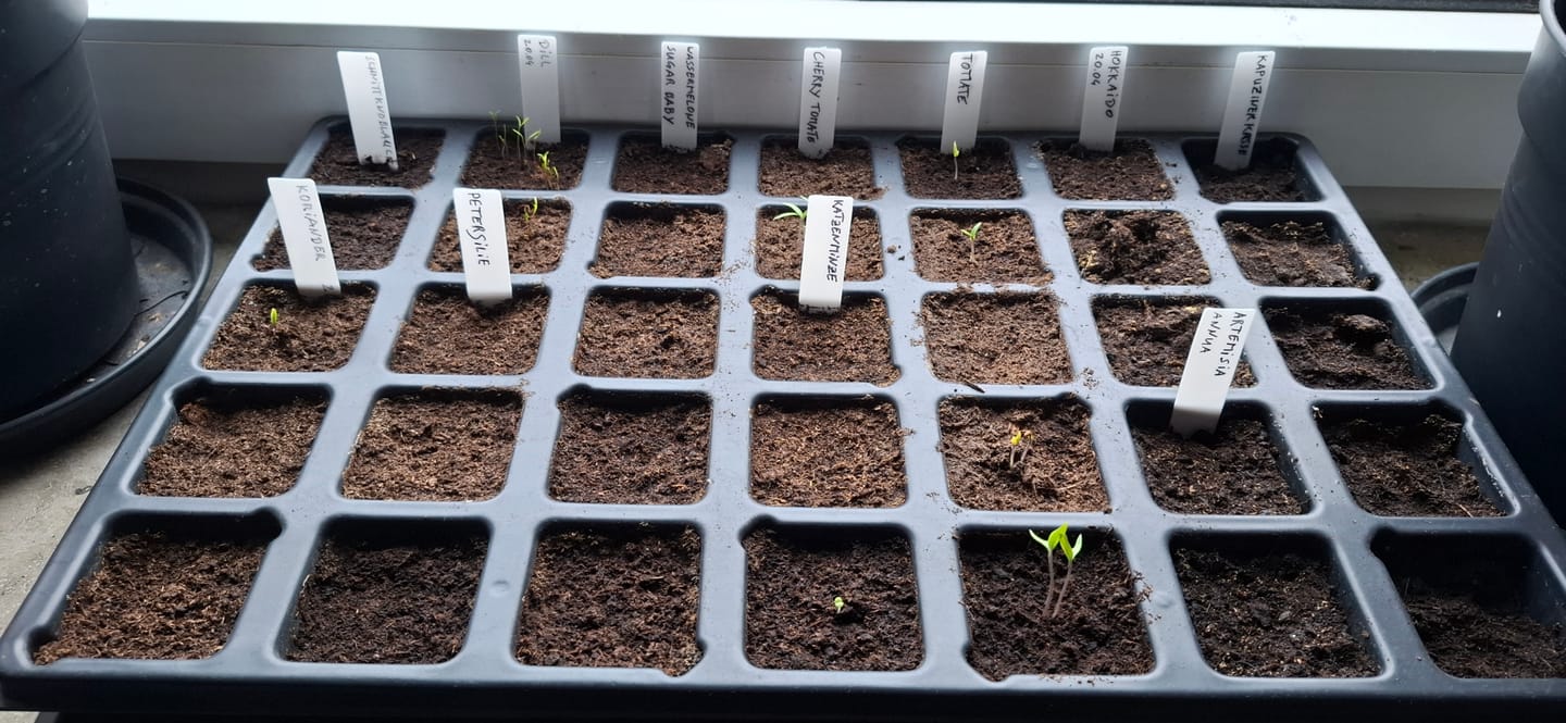 Customer photo review of QuickPot Anzuchtplatten