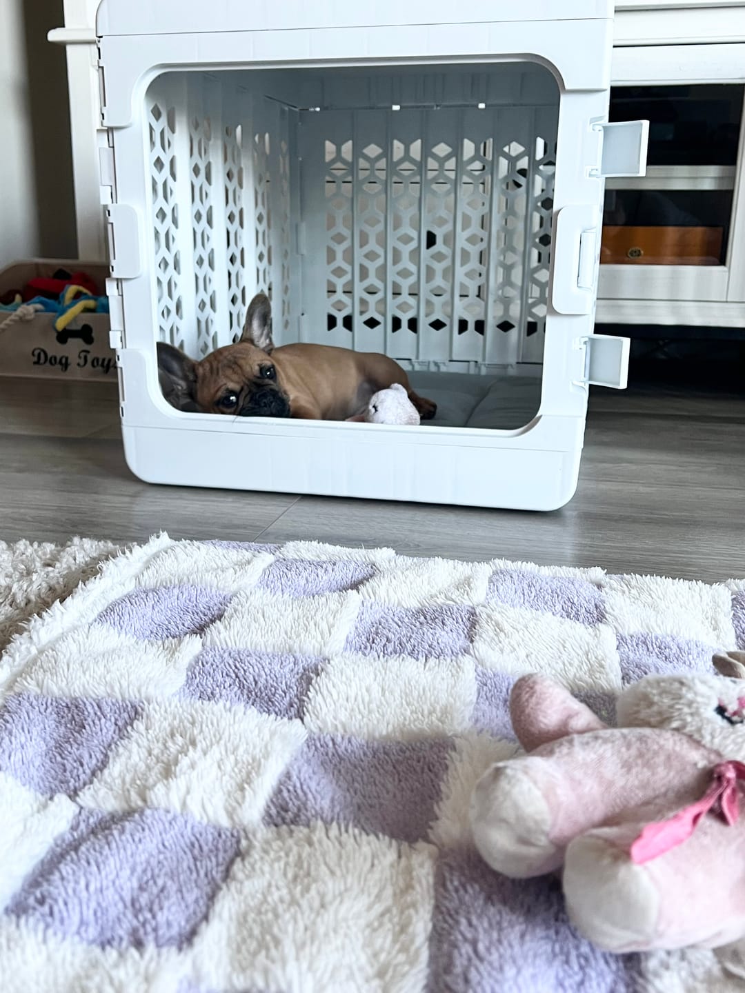 Customer photo review of Puppy Bundle PAWD® Dog Crate