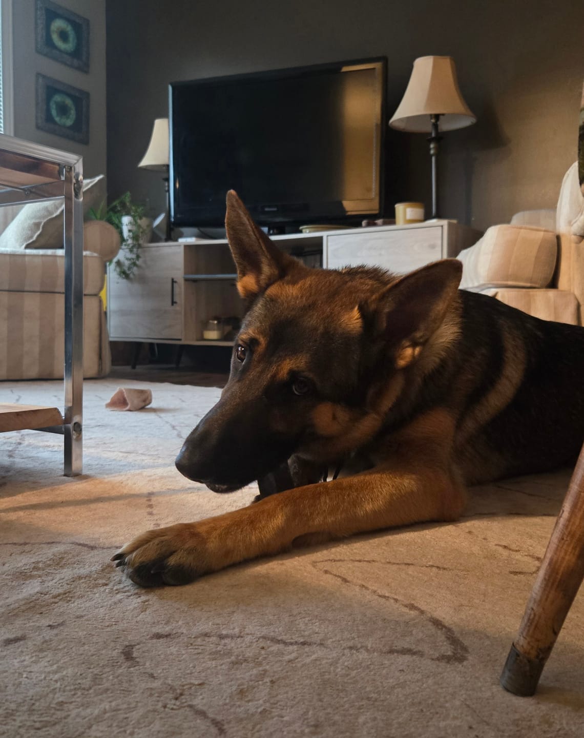 Customer photo review of Blueberry Himalayan Yak Chew (MEDIUM)