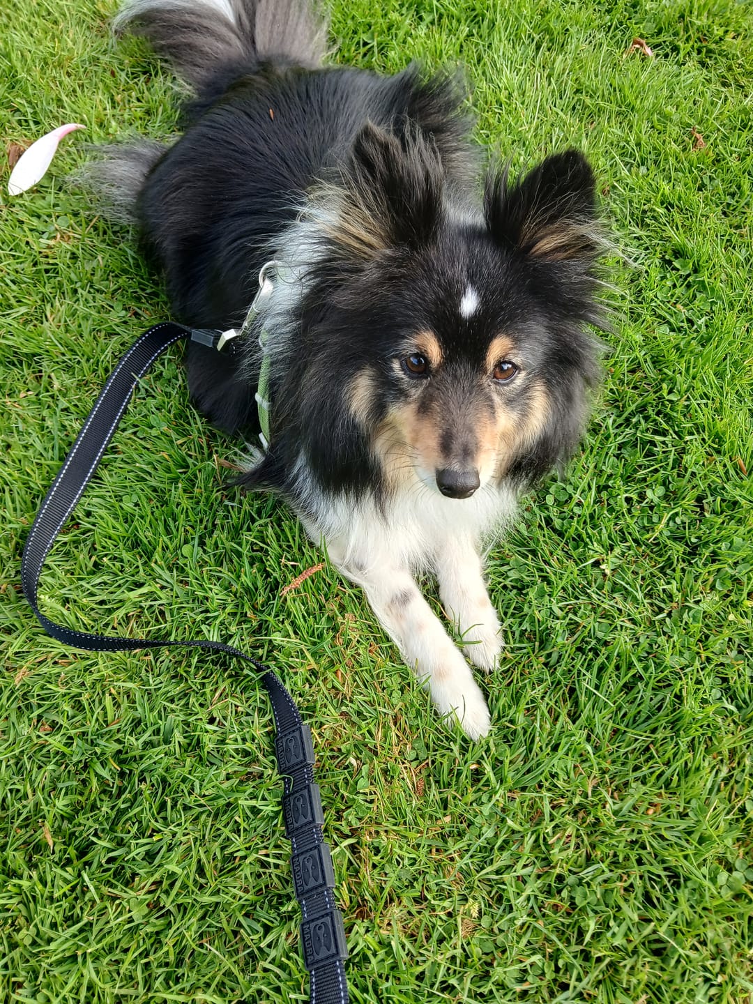 Customer photo review of City Leash Traffic Grip
