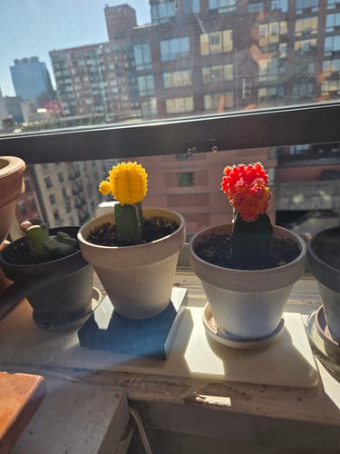 Reviewer's yellow Moon Cactus in a pot on a sunny windowsill next to a red one.