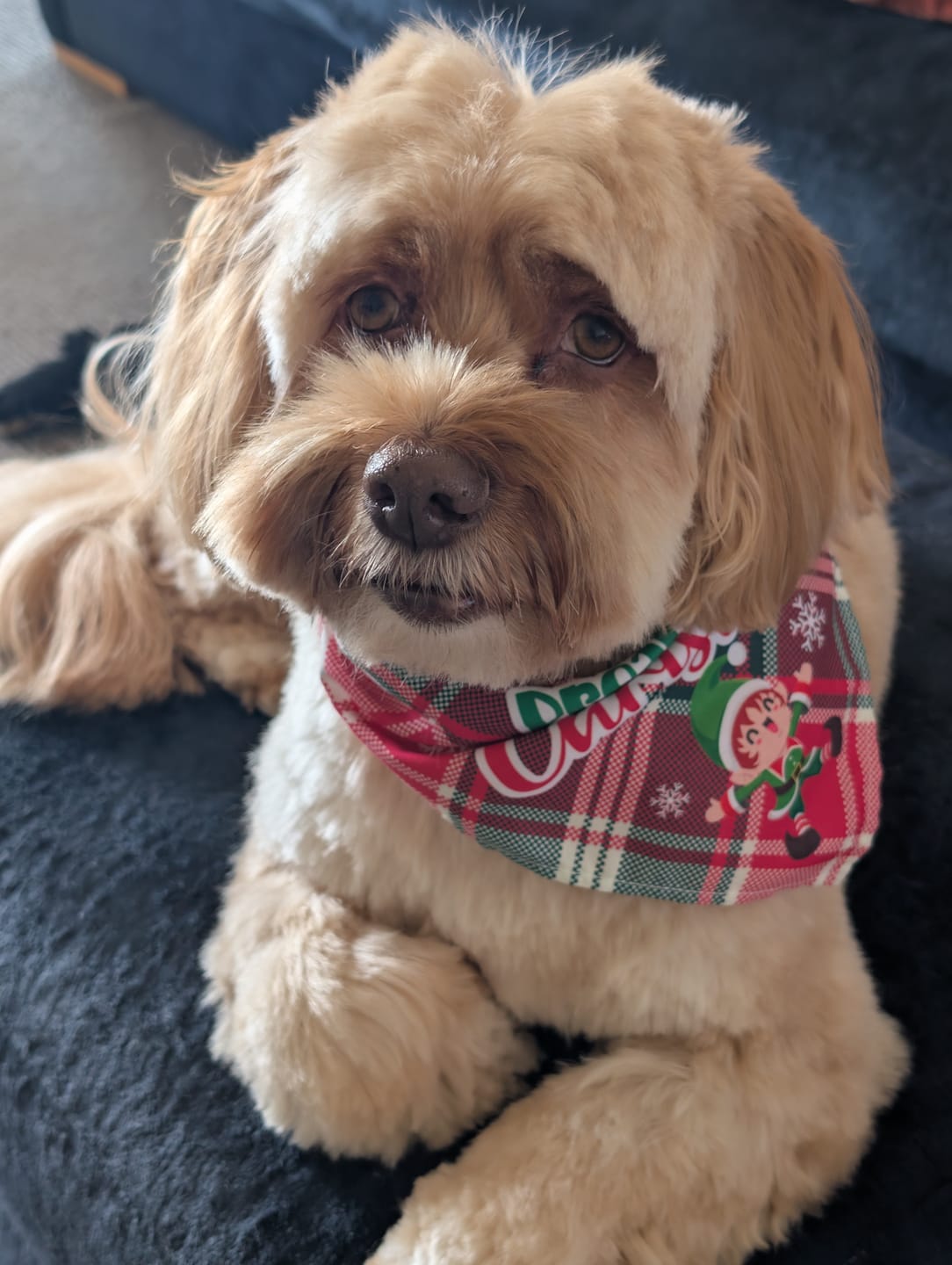 Customer photo review of Natural Dog Soap Bar. Specially formulated for soft, smooth and radiant dog skin and coat.