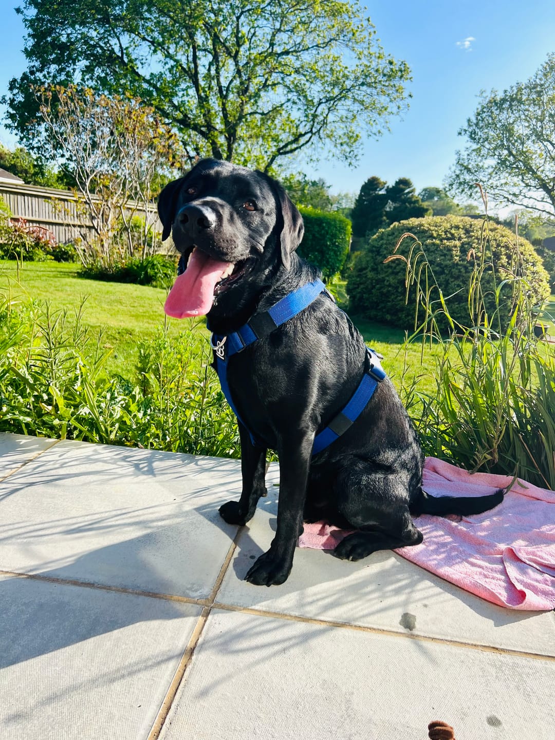 Customer photo review of Anti-Pull TRI-Harness® | Training Dog Harness for All Breeds - Blue
