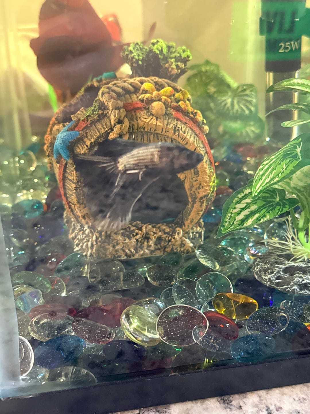 Customer photo review of Black Copper Halfmoon Male Betta Fish