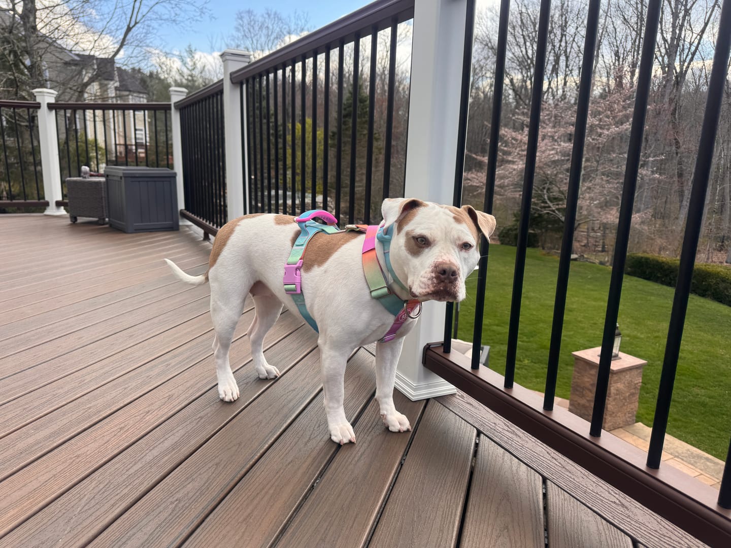 Customer photo review of Comfort Control No-Pull Dog Harness Set - Pastel Icing