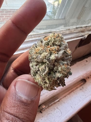 Close-up of a reviewer holding a dense, frosty bud of Cookies N' Cream.