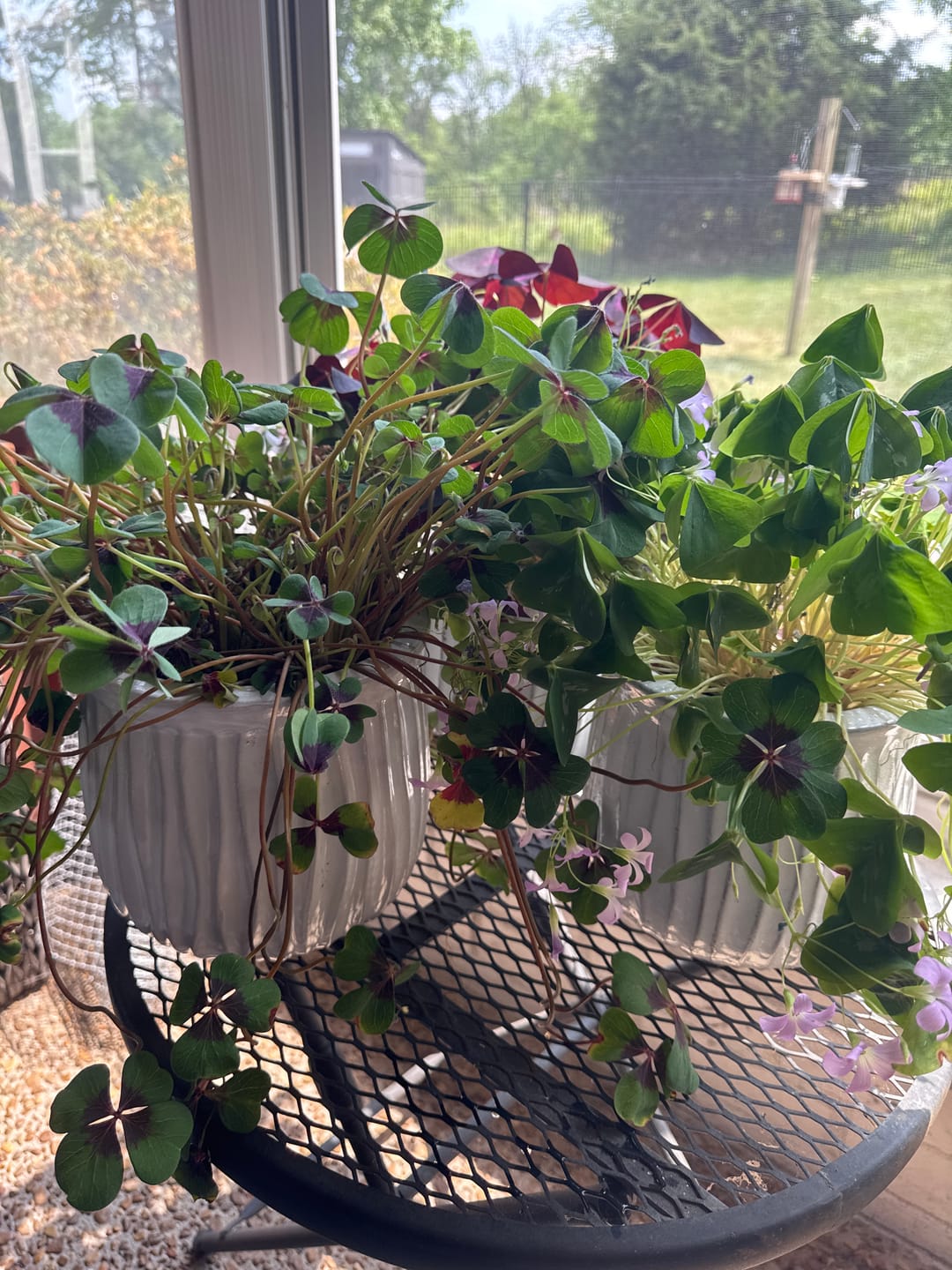 Customer photo review of Root Boost