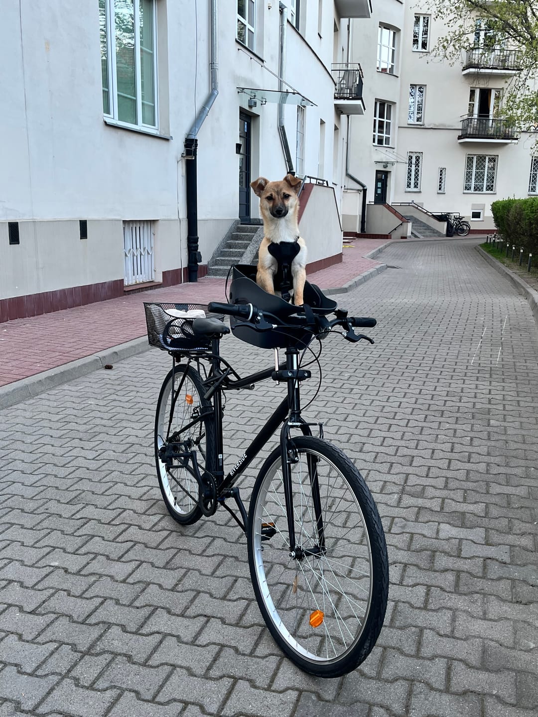 Customer photo review of Kvisp Dog Bike Carrier
