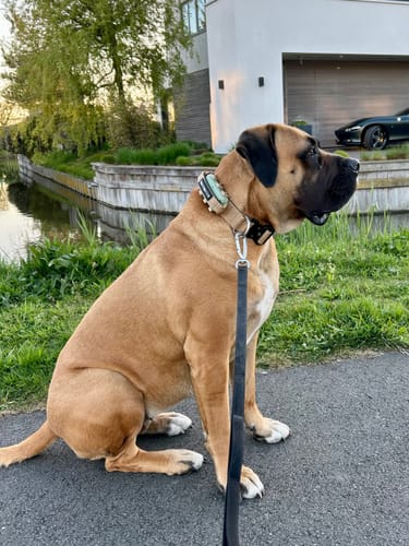 Customer photo review of 4cm Combat® Collar | Handle & Rated Clip - Tan