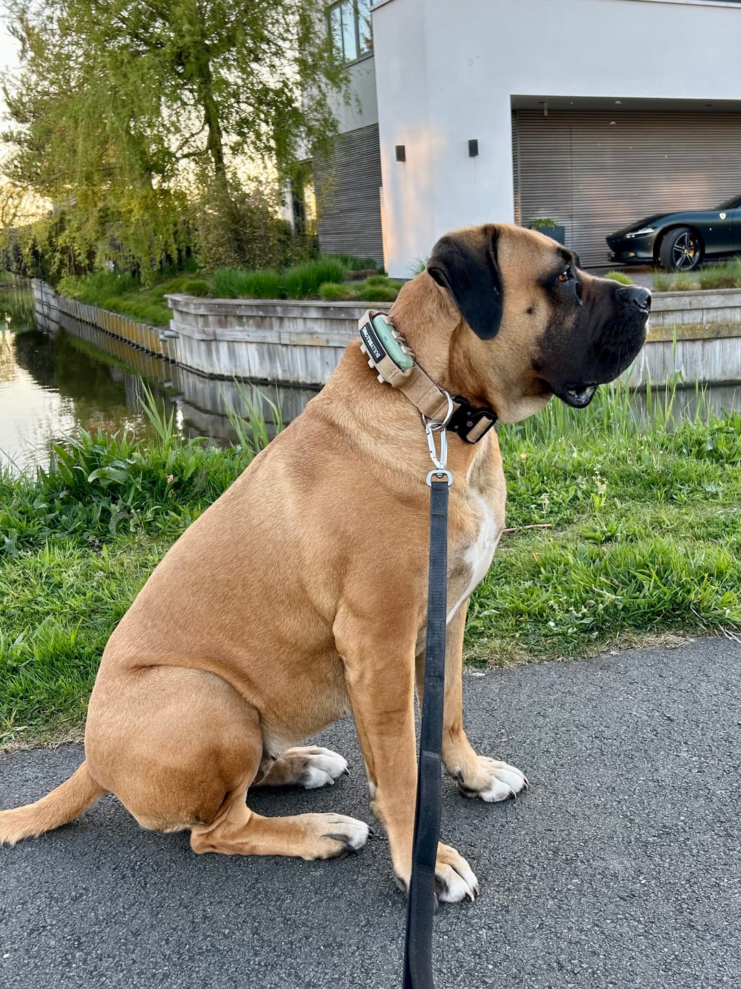 Customer photo review of 4cm Combat® Collar | Handle & Rated Clip - Tan