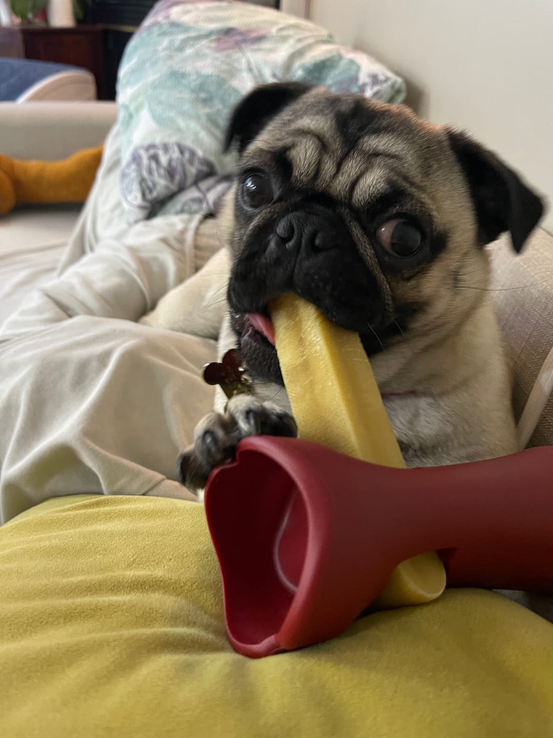 Customer photo review of Himalayan Yak Chew Flavor Pack