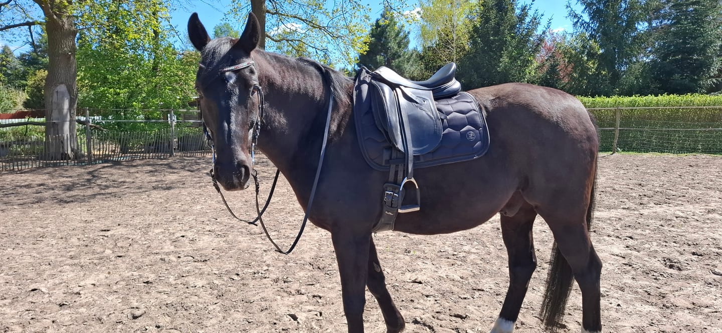 Customer photo review of Schabracke Comfort Line - Onyx Black