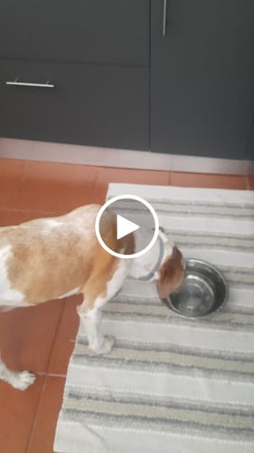 Avaliação com vídeo de um cliente sobre SERESTO Desparasitante Coleira para Cão Grande mais de 8 KG (70 CM)