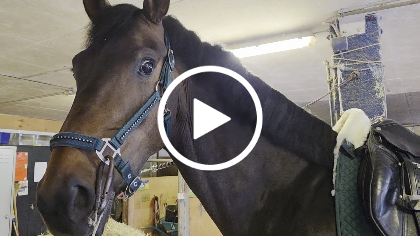 Customer video review of Engel - Lammfell Schabracke