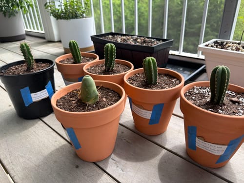 Customer photo review of Seedling Variety Packs | San Pedro Cactus Seedling Variety