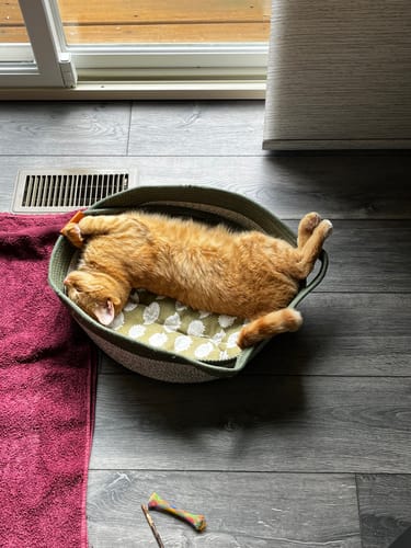 Customer photo review of Instinct Basket | Meet the first research-backed natural territory for indoor cats