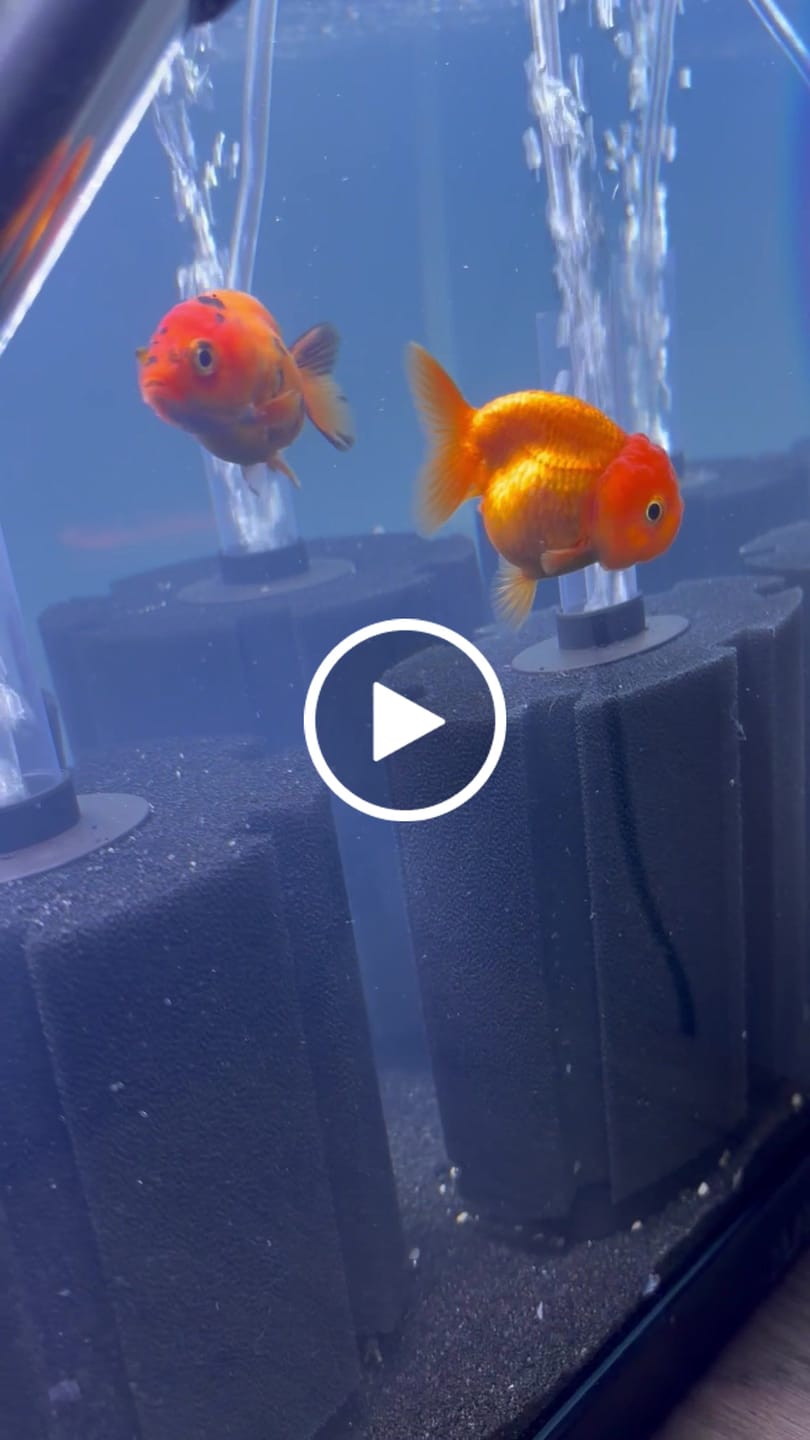 Customer video review of Live Premium Fancy Goldfish Thai Lionchu Big Structure/Giant TVR RED (Our Choice)