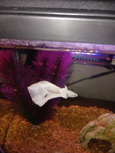 Customer's Super White Dumbo Ear Betta fish swimming in its decorated new aquarium.