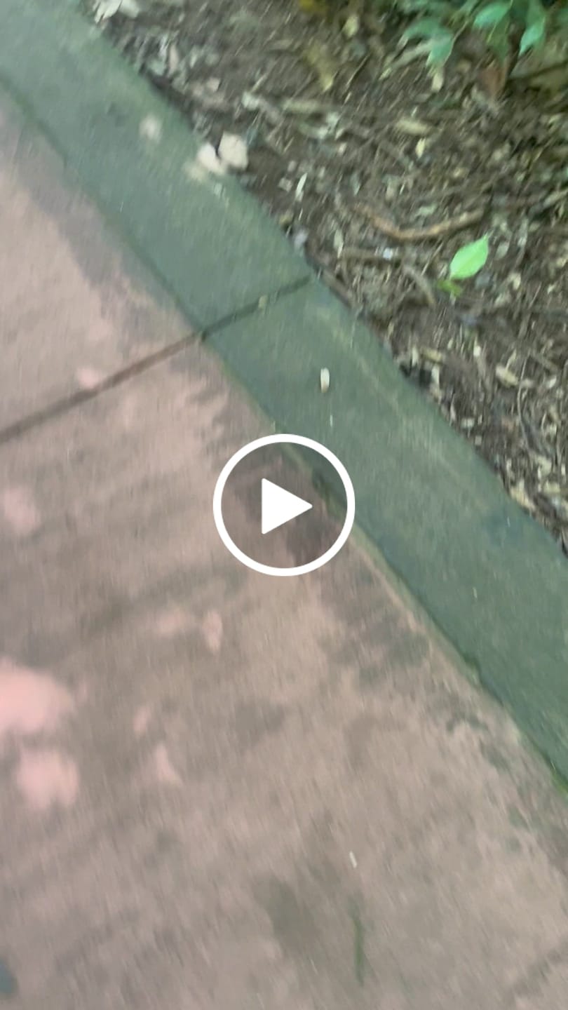 Customer video review of Lily - Zapatos De Punta Ancha