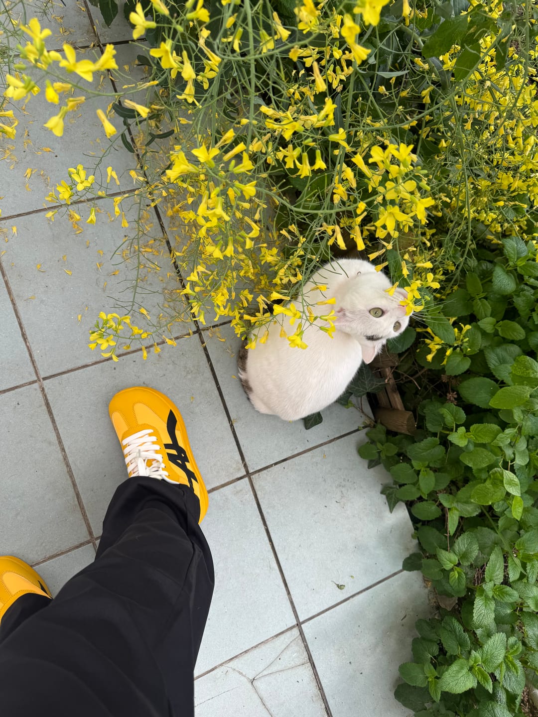 Customer photo review of Sedge - Breitfußschuhe