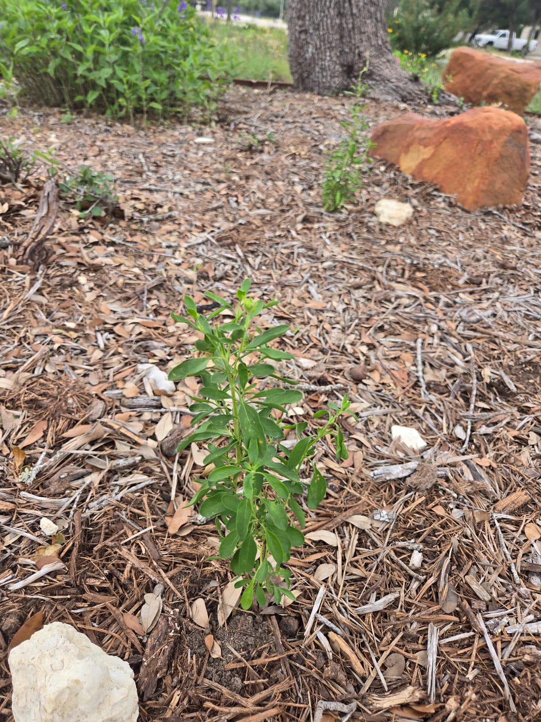 Customer photo review of Salvia Greggii 'White'