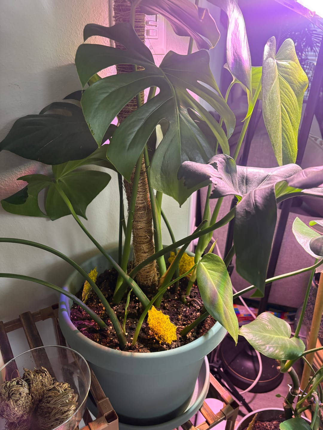 Customer photo review of Fungus Gnat Death Drops