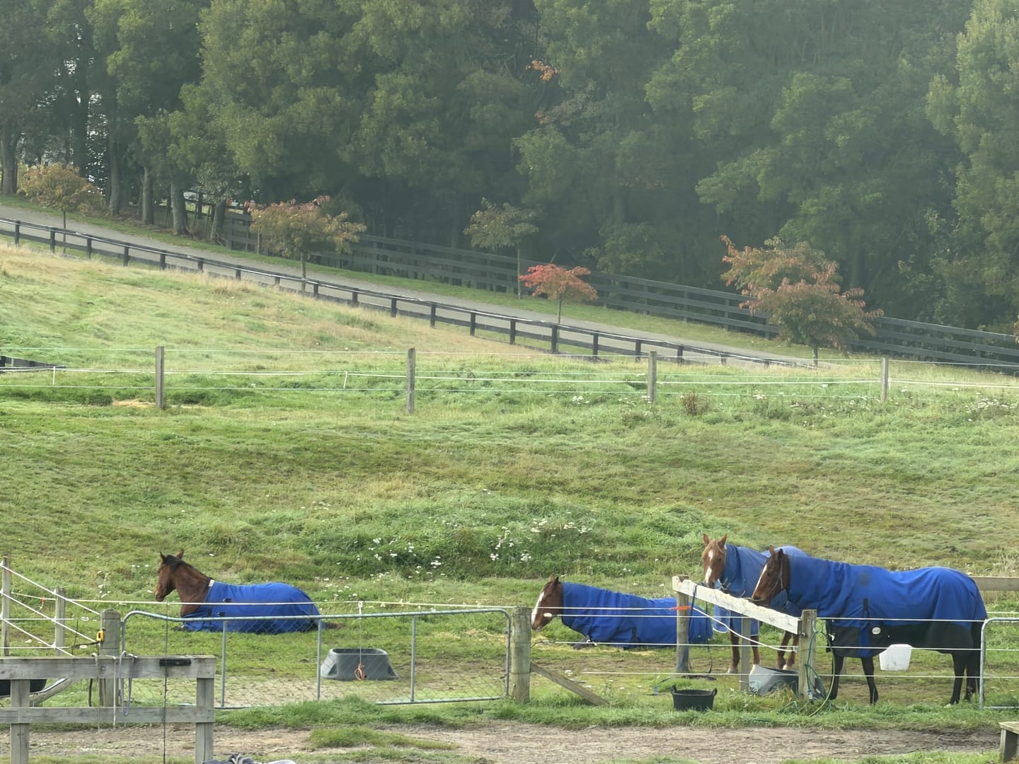 Customer photo review of PRE-ORDER: NZ Tack Duke 1200D Combo
