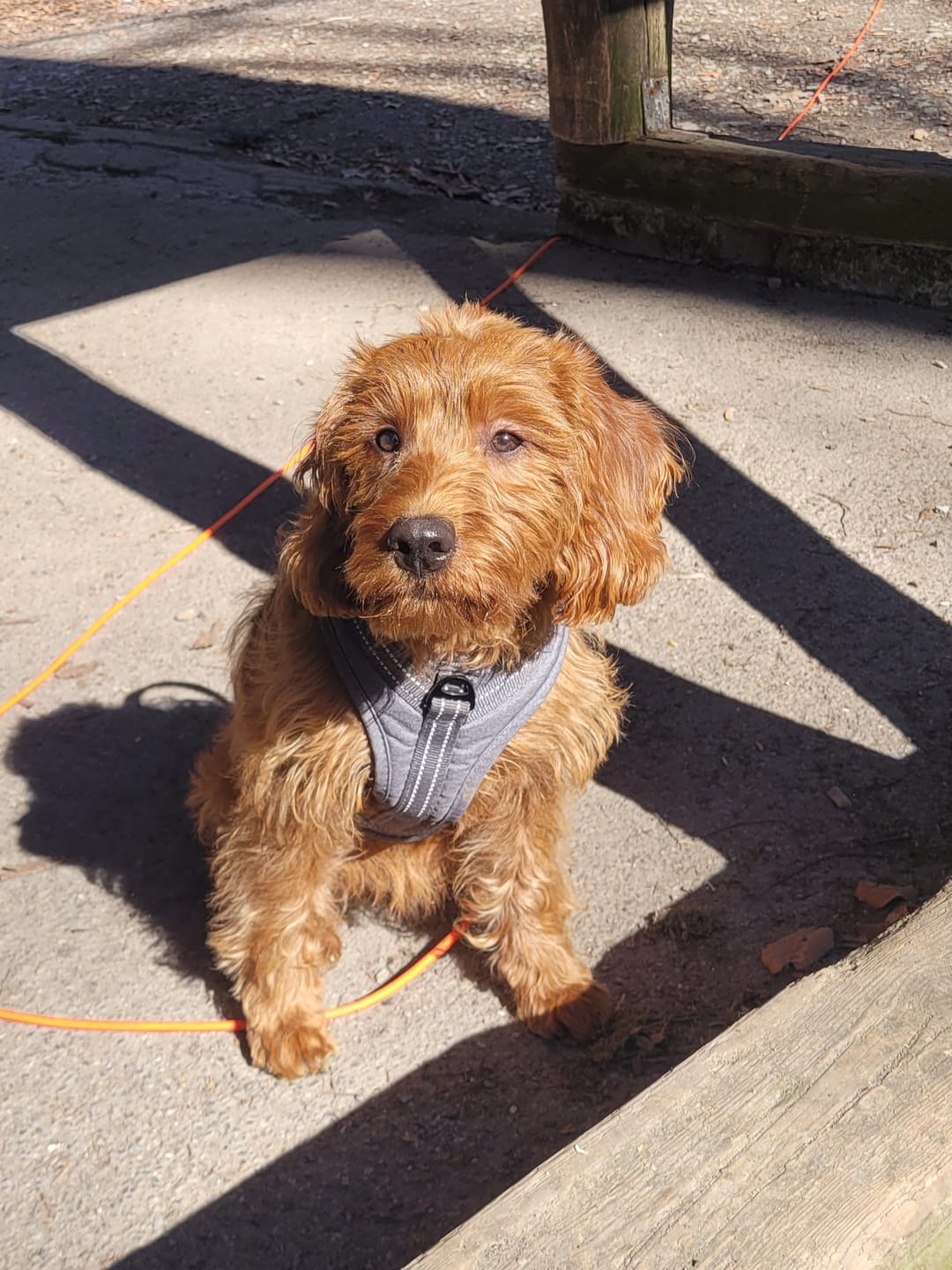 Customer photo review of Wurmtest Pro Hund