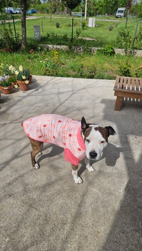 Customer's dog standing on a patio wearing the pink peaches-patterned Sunblock Shirt.