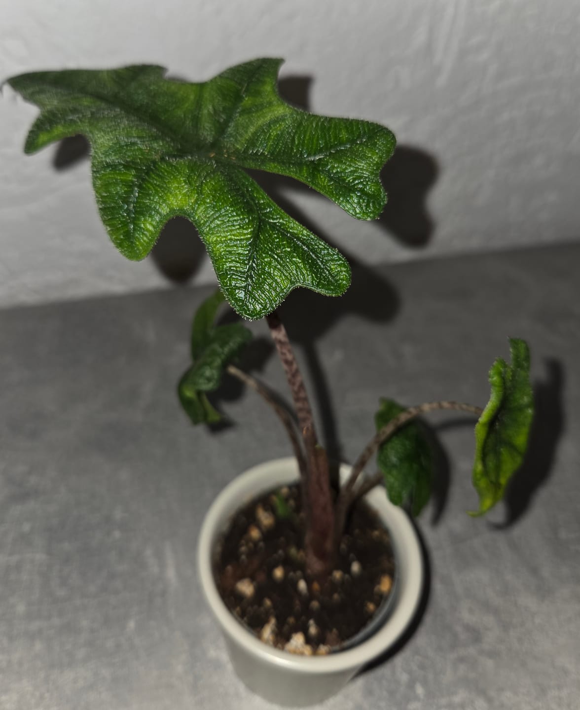 Customer photo review of ALOCASIA JACKLYN