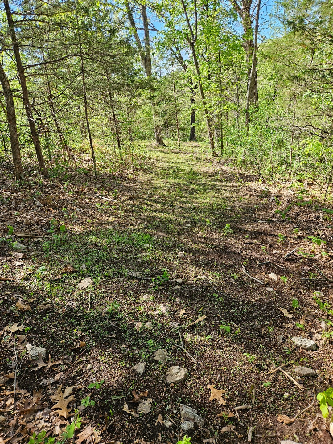 Customer photo review of Comeback Kid™ Food Plot Seed
