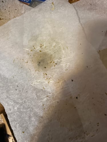 Customer photo review of Platinum Runtz | THCA Kief