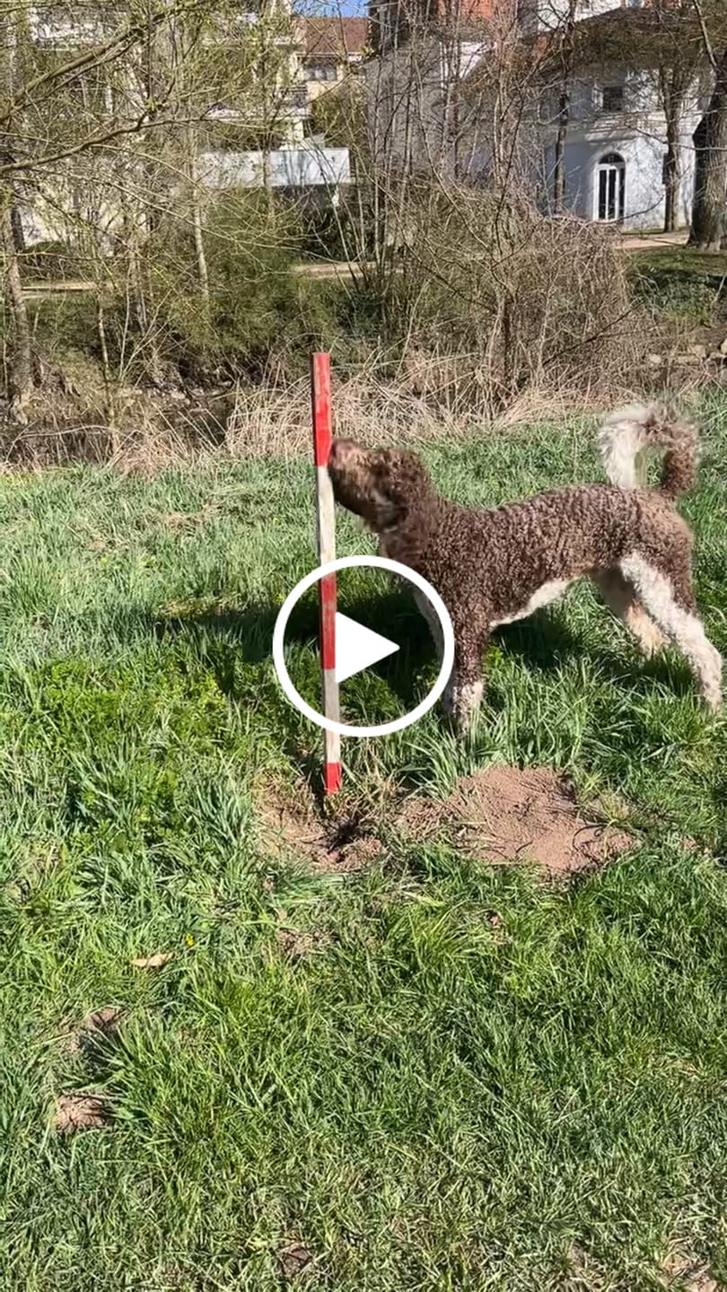 Customer video review of Wurmtest Basic Hund