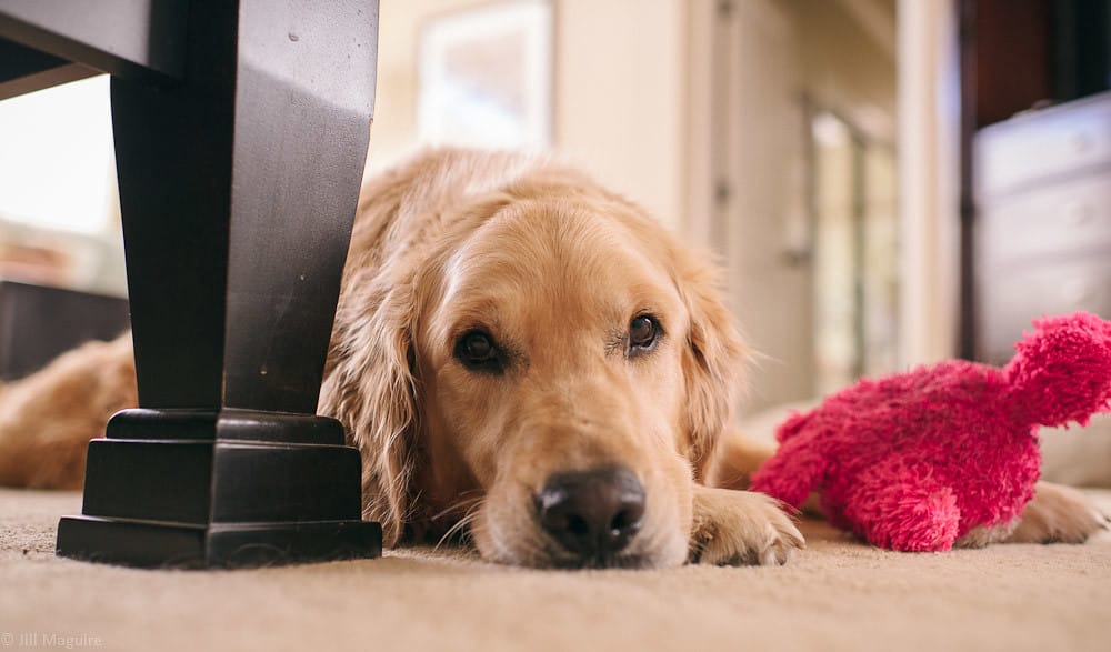 Customer photo review of CanStop: Enseña a tu perro en 3 días a no ladrar tanto sin causarle dolor
