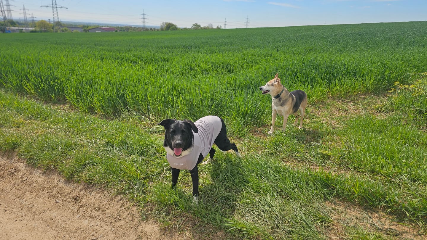 Customer photo review of Sunblock Dog T-Shirt - Navy Blue