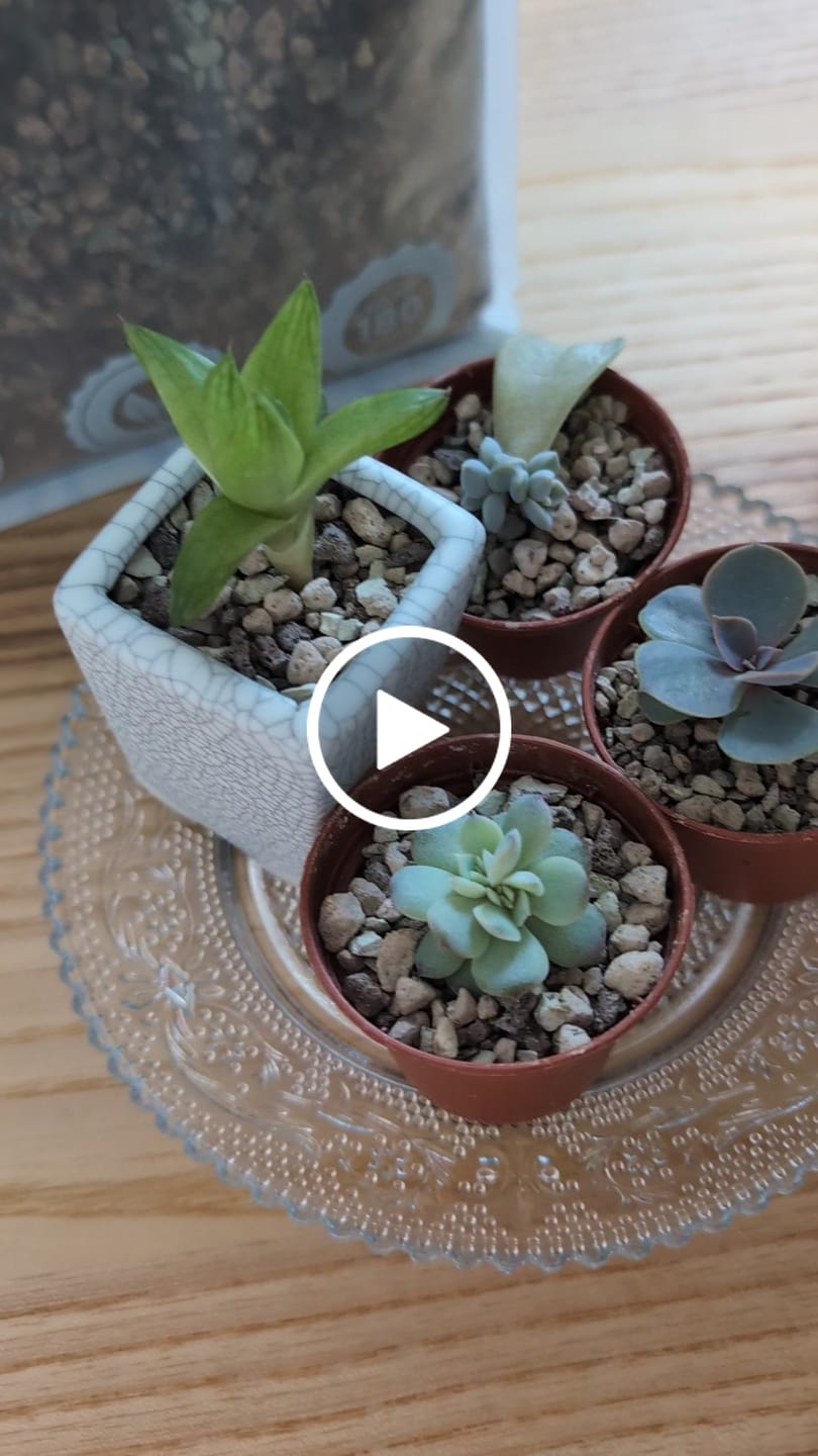Customer video review of Cacti & Succulent Mineral Mix